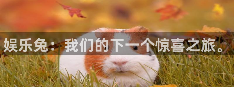 南宫NG